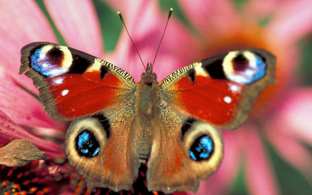 Evropský zákon o obnově přírody byl s konečnou platností schválen