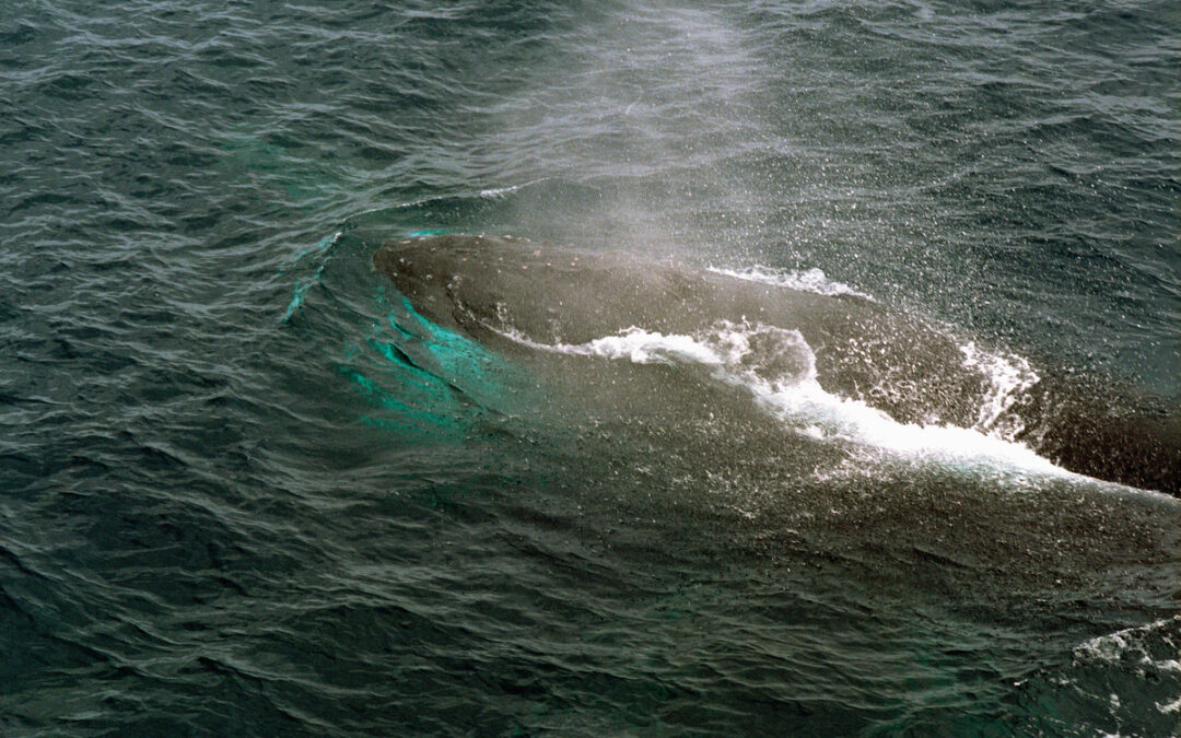 Velryba, která srdceryvně plakala celou noc, umírá. Ukázala nám, jak ubližujeme oceánům 