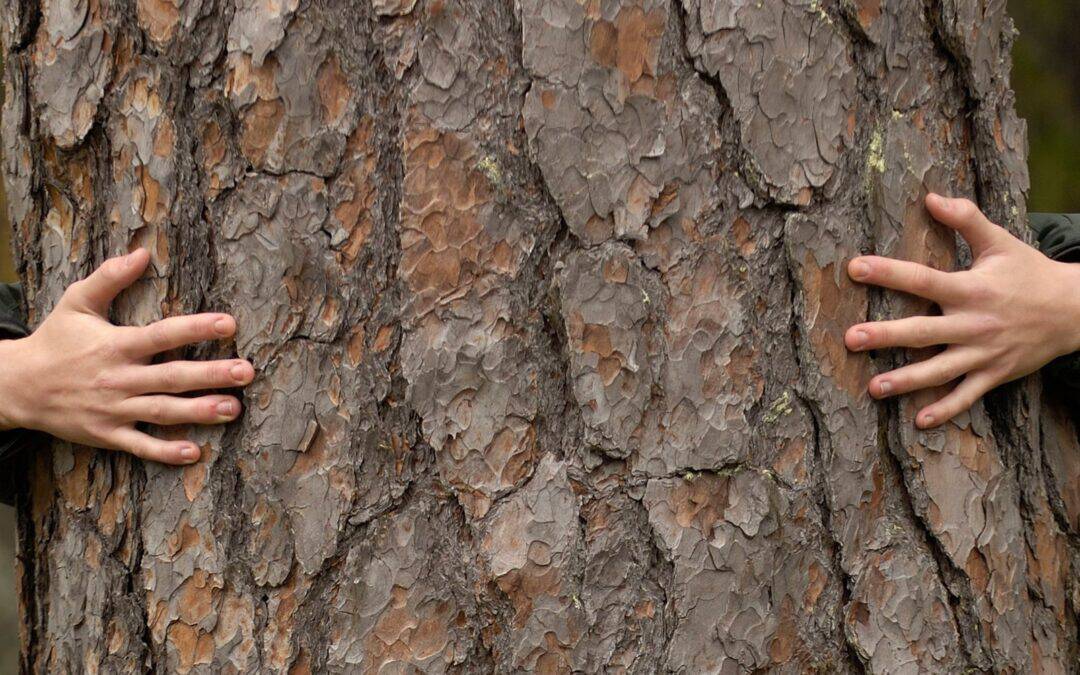 Přidejte se k WWF Česko ještě dnes! Hledáme provozního manažera – Operations Manager